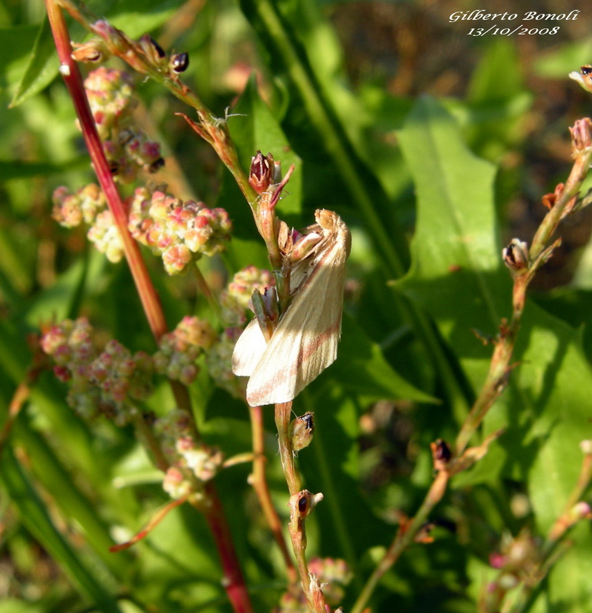 Pianta da determinare